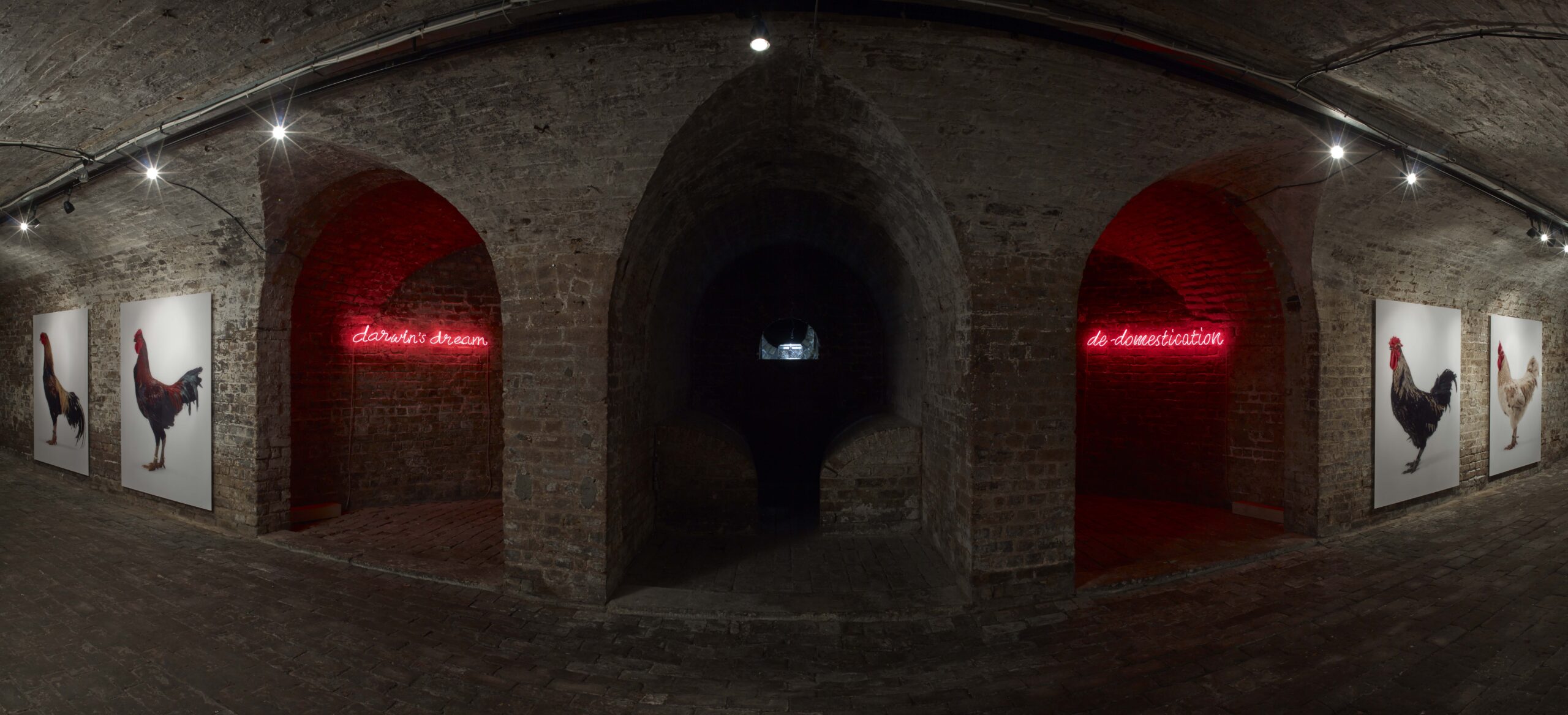 Koen Vanmechelen Installation ©_StephenWhite