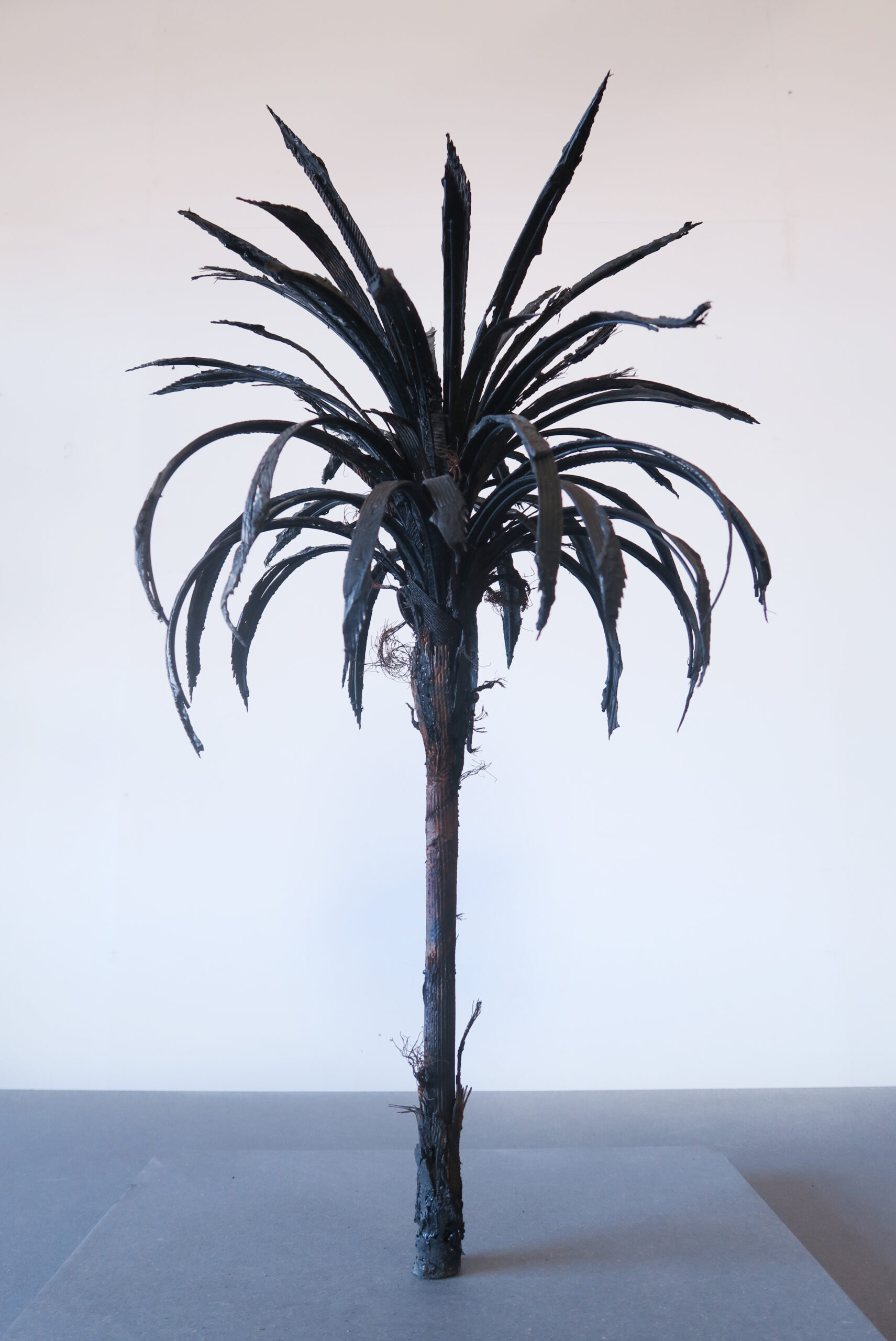 Douglas_White_BlackPalm